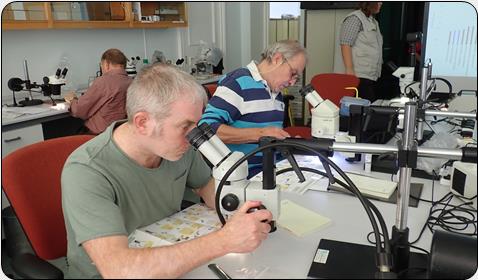 Pseudoscorpion ID Course/Cwrs Adnabod Ffugsgorpions