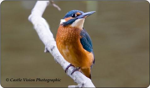 Kingfisher (Alcedo atthis)