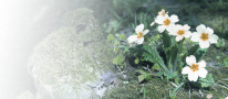 Briallen (Primula vulgaris)