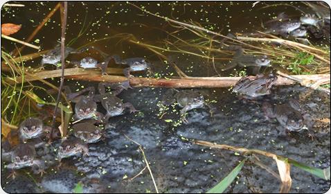 Common Frog/Llyffant (Rana temporaria)
