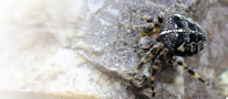 Garden Orb Web Spider (Araneus diadematus)