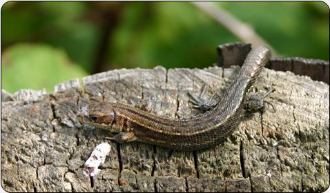 Common Lizard/Madfall (Zootoca vivipara)