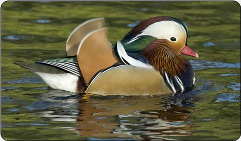 Mandarin Duck (Aix galericulata)