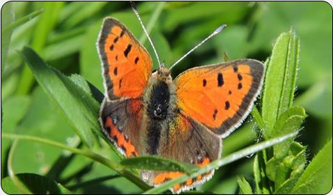 Small copper (Lycaena phlaeas)