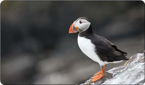 Puffin (Fratercula arctica)