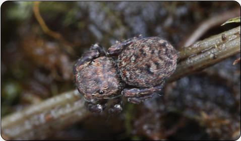 Pryf Copyn Neidio (Sitticus caricis)