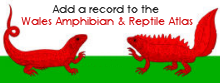 Submit a record to the Wales Online Amphibian & Reptile Atlas