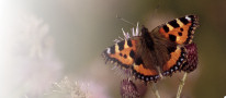 Small Tortoiseshell (Aglais urticae)